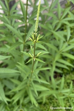 Plant in early flower